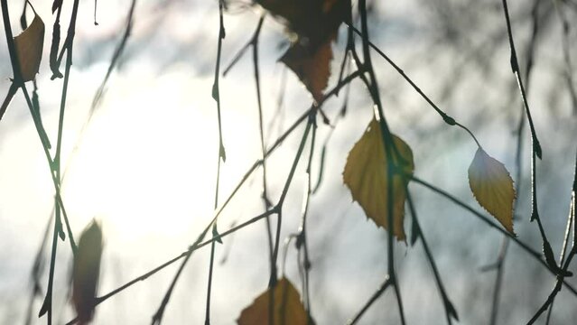 Bare tree branches with single yellow leaves in late autumn season.