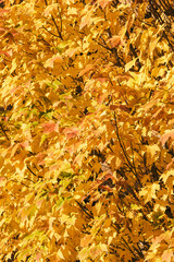 golden autumn leaves