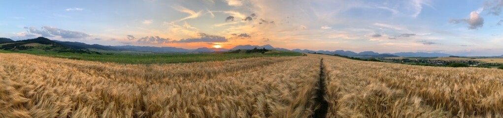Wide panorama of a wheat field in the evening. Background with grain. 