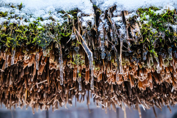Icicles on the reed roof of an old wooden house. Spring, thaw.