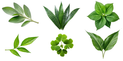 Natural of Tropical green leaves of leaf isolated on transparent png background, varies different of plant botanical.