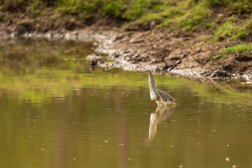 Indian Pond Heron or Ardeola grayii with reflection in shallow water or wetland of keoladeo national park or bharatpur bird sanctuary rajasthan india asia