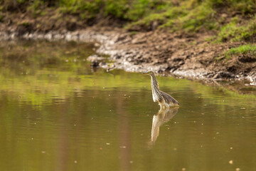 Indian Pond Heron or Ardeola grayii with reflection in shallow water or wetland of keoladeo national park or bharatpur bird sanctuary rajasthan india asia