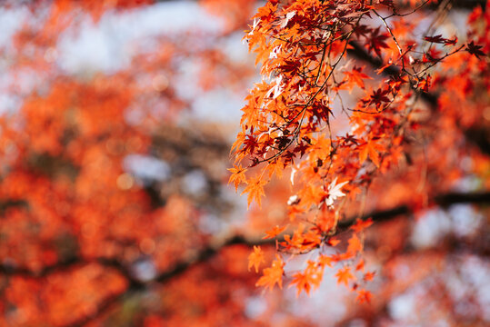 垂れさがる紅葉