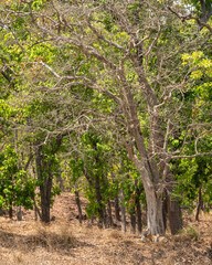 wild male bengal tiger or panthera tigris habitat resting under shades of sal trees in extremely hot day in summer season safari at bandhavgarh national park tiger reserve forest madhya pradesh india