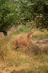 wild female nilgai or blue bull or Boselaphus tragocamelus largest asian antelope of asia feeding or eating leaves directly from tree in forest safari at ranthambore national park tiger reserve india
