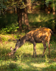 wild mother Sambar deer or rusa unicolor mother loving caring nursing licking her baby fawn in natural scenic green bacground in winter season safari at ranthambore national park forest rajashan india
