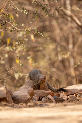 Indian grey mongoose or Herpestes edwardsii closeup or portrait on the rocks or stones with natural...