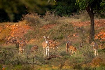 wild spotted deer or chital or axis deer family or herd or group grazing grass alert curious face expression in winter season safari ranthambore national park forest tiger reserve madhya pradesh india