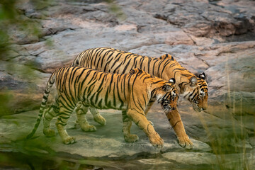 Wild female bengal tiger panthera tigris mother Loving moment with cub stroll walking together in territory morning safari at ranthambore national park forest reserve sawai madhopur rajasthan india