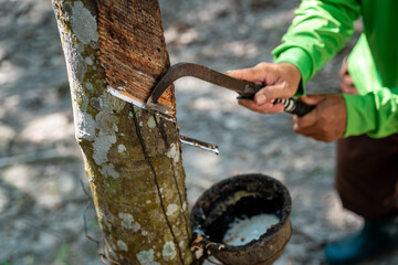 Close up hand of a rubber farmer is tapping rubber sap from many rubber trees.