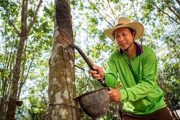Asian happy rubber farmer is tapping rubber sap from many rubber trees in thailand.