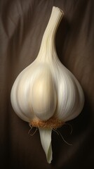 Close-up of a Garlic bulb on dark background