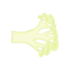 Cauliflower isolated on a white background. Delicious ripe cauliflower whole and pieces. Flat style, cartoon design