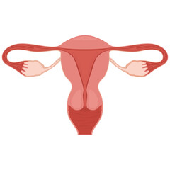 Uterus. Women Health. Female reproductive system, cycle. Human anatomy. Diagram of the location of the organs of the uterus, cervix, ovaries, fallopian tubes. Vector illustration in flat style.