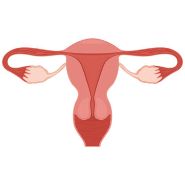 Uterus. Women Health. Female reproductive system, cycle. Human anatomy. Diagram of the location of the organs of the uterus, cervix, ovaries, fallopian tubes. Vector illustration in flat style.