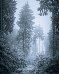 a large group of tall fir trees next to each other