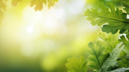 Fototapeta na wymiar Frame of fresh green oak leaves isolated on blurred sunny background. Copy space.