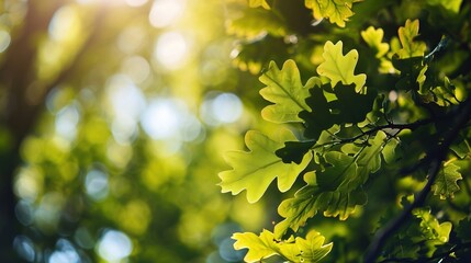 Frame of fresh green oak leaves isolated on blurred sunny background. Copy space. - obrazy, fototapety, plakaty
