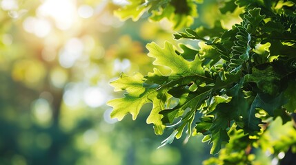 Frame of fresh green oak leaves isolated on blurred sunny background. Copy space.