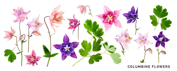 Columbine flowers floral collection isolated. PNG with transparent background. Flat lay. Design element. Without shadow. - obrazy, fototapety, plakaty