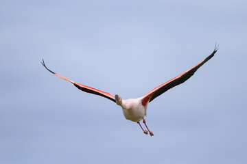 A Greater Flamingo flying on a sunny day