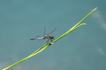 A black tailed skimmer dragonfly resting on a green plant