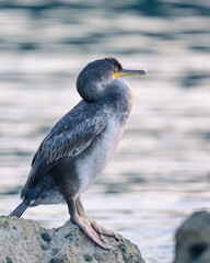 An immature common shag sitting on a rock near the sea