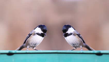 Two Coal tits sitting symmetrically on the feeder and looking into it.j