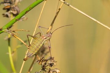 A green grasshopper sitting on a plant