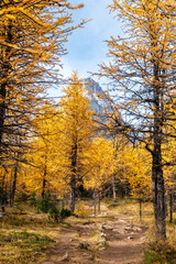 Fototapeta premium Larch Valley hiking trail. Banff National Park, Canadian Rockies, Alberta, Canada. Golden yellow larch forest in Fall season. Mountain peaks in the background.