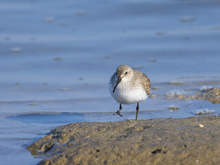 A Broad billed Sandpiper walking in water