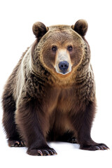 Obraz premium Majestic brown grizzly bear showcasing wild beauty and raw power isolated on a white background
