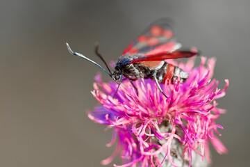 beetle on flower
