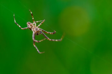 spider on a web