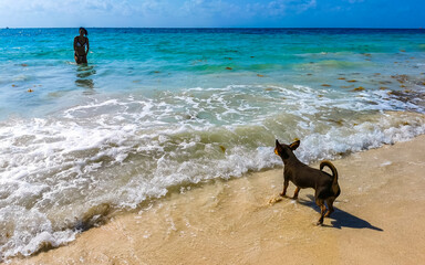 Pretty woman with dog on beach Playa del Carmen Mexico.