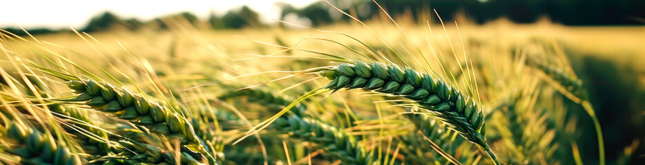 Macro close up of fresh ears of young green wheat in spring field. Agriculture scene. AI generated. - obrazy, fototapety, plakaty