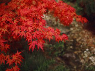 Beautiful autumn leaves that turned red in autumn in Japan. Japanese Maple tree called Acer Palmatum Fireglow in bright sunshine.