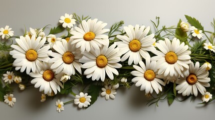Obraz premium daisies on a white