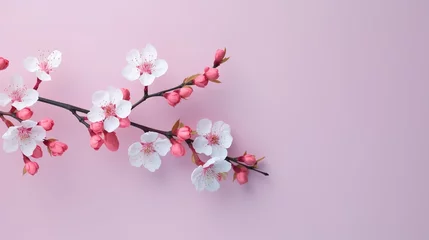 Wandcirkels plexiglas Pink spring cherry blossom flowers. Spring banner. blossoming cherry background with pink, landscape panorama, copy space. © Pixel-Tropic