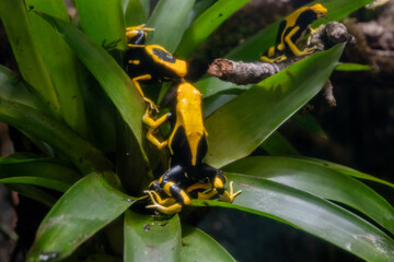Frosch gelb schwarz