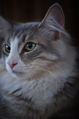 Porträt einer Norwegischen Waldkatze