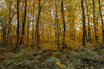 Scenic Autumn Foliage Woodland Landscape