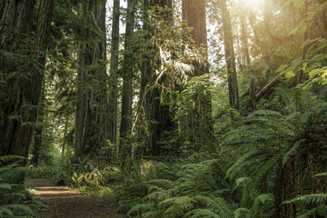 Sunny Summer Landscape In the California Redwoods
