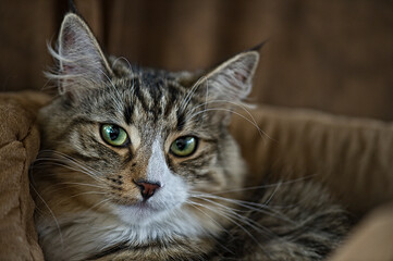 Porträt einer Norwegischen Waldkatze