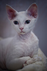 Porträt einer liegenden weißen Devon Rex Katze