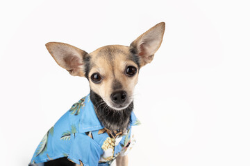 pet Fashion, dog in summer clothes, tourism with animals, puppy accessories,