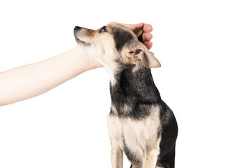 the owner's hand strokes a cute little dog's head, love and friendship, funny pet, white background