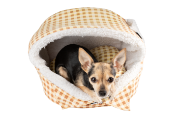 dog on a dog bed isolated, pet soft place, comfortable sleep, rest and relax