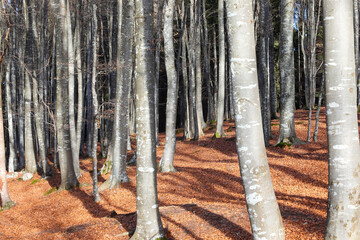 dense forest with many trees that are losing their leaves in autumn